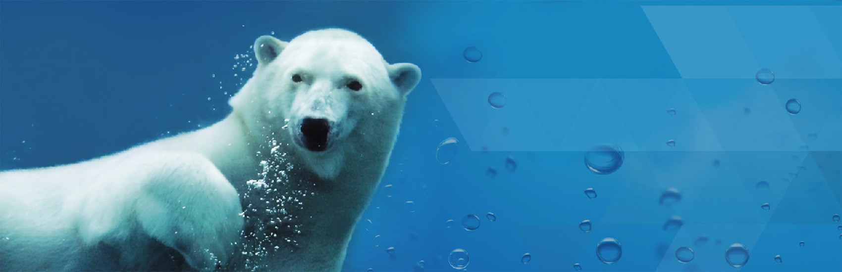 Eisbär unter Wasser – Maskottchen von bleibcool.be für Kältetechnik